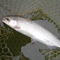 大安トラウトレイク 釣果